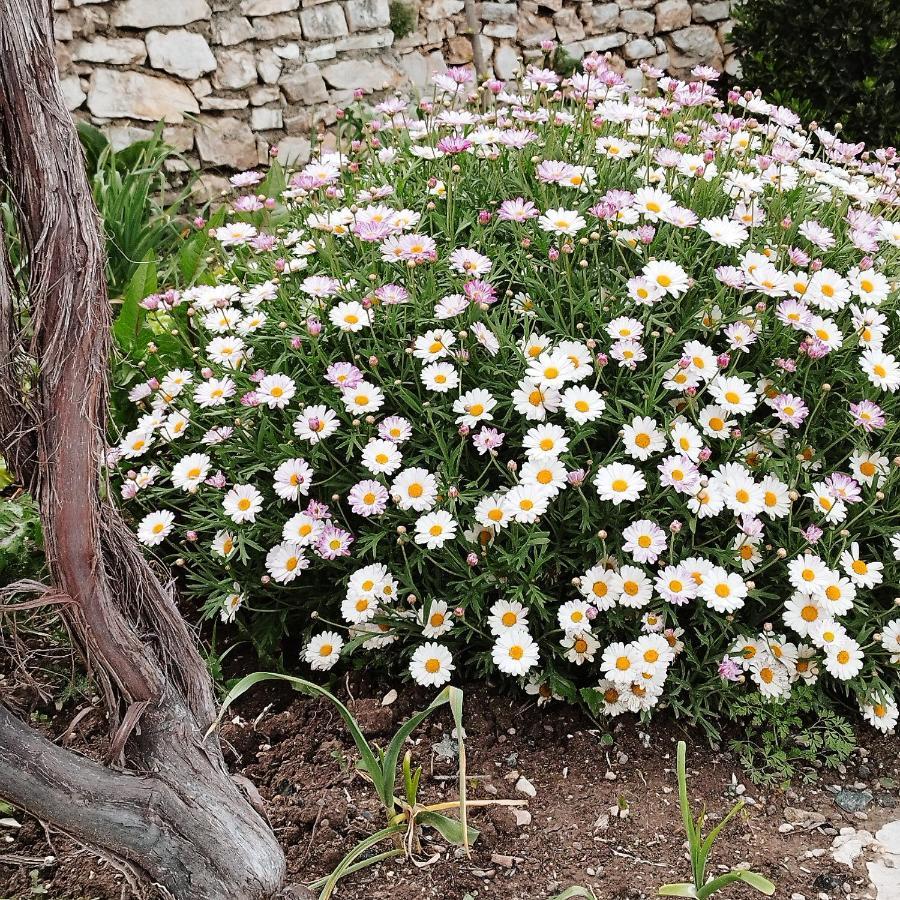 Farmhouse 체파로 외부 사진